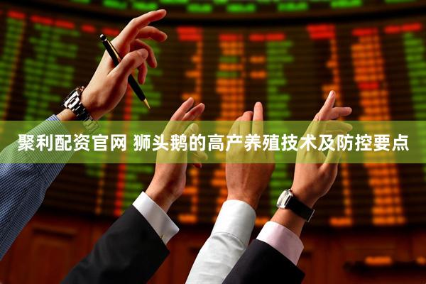 聚利配资官网 狮头鹅的高产养殖技术及防控要点